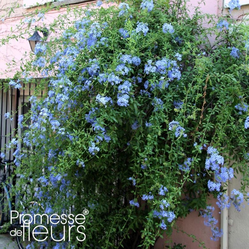 Plumbago auriculata Dark Blue (Plant habit)