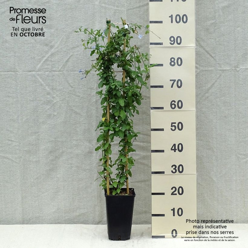 Plumbago auriculata Dark Blue 2L/3L pot sample as delivered in autumn