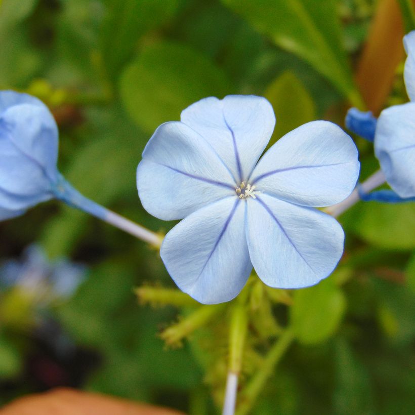 Plumbago auriculata  (Flowering)