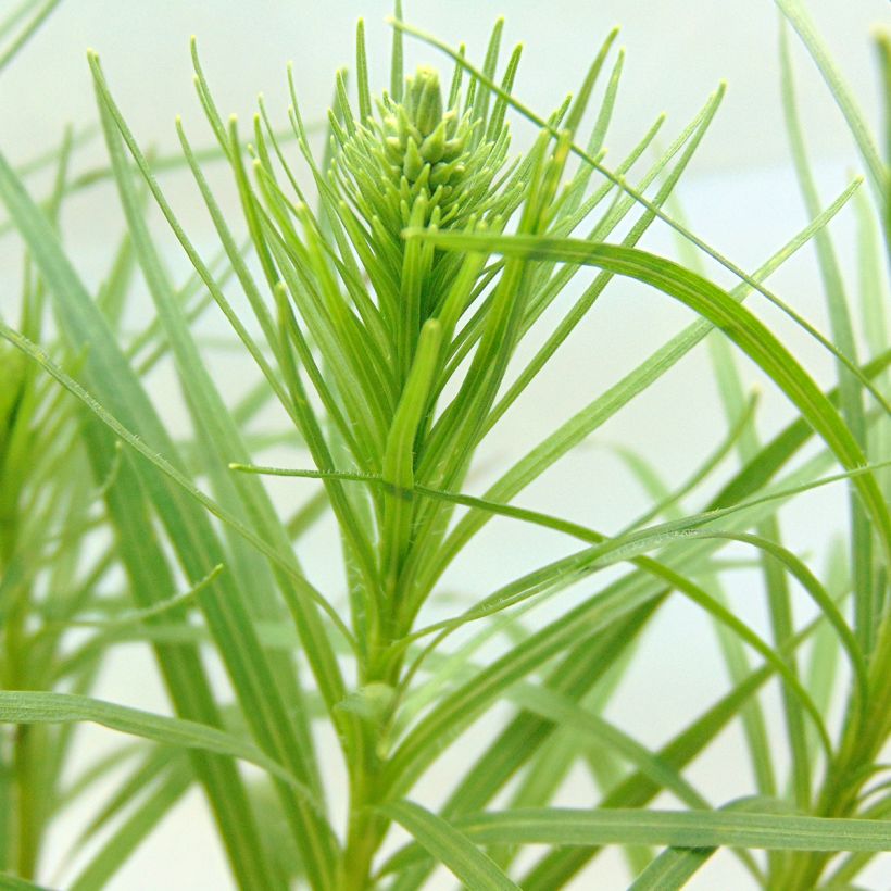 Liatris spicata Alba - Dense Blazing star (Foliage)