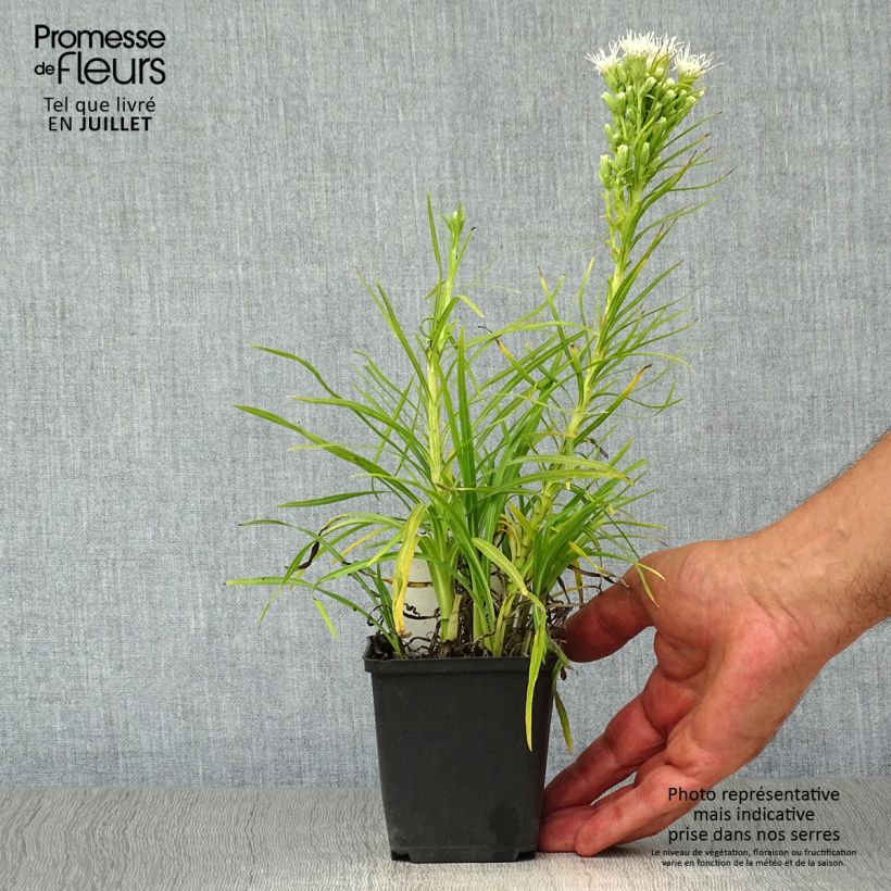 Liatris spicata Alba - Dense Blazing star 8/9 cm pot sample as delivered in summer