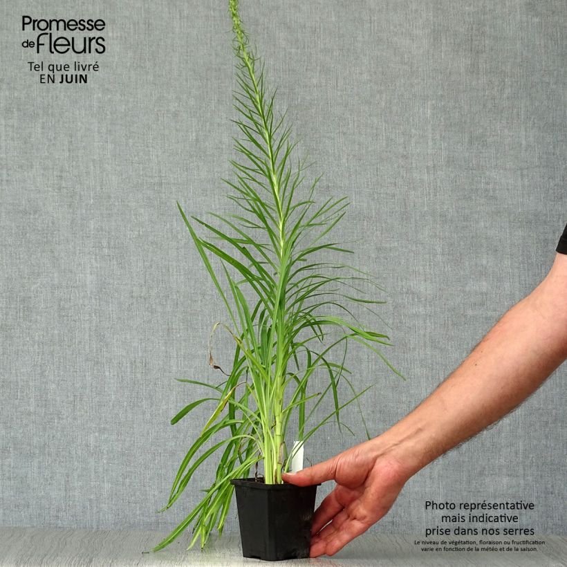 Liatris spicata Floristan White - Dense Blazing star 8/9 cm pot sample as delivered in summer