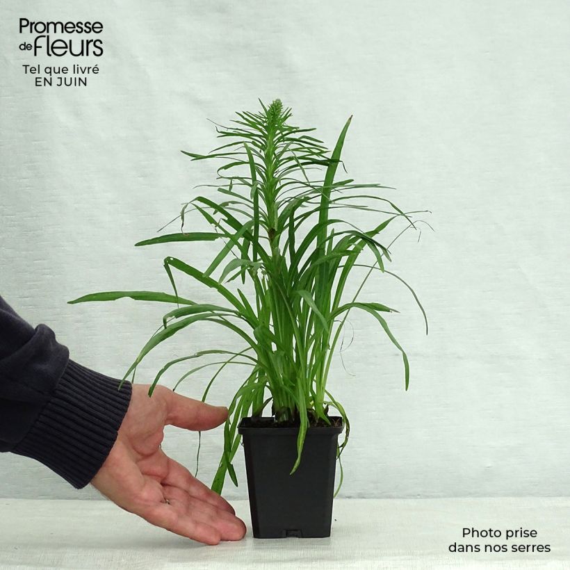 Liatris spicata Kobold - Dense Blazing star 8/9 cm pot sample as delivered in summer