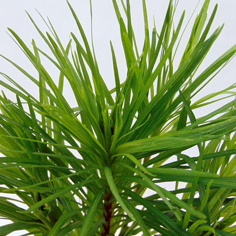 Liatris spicata Floristan Violet (Foliage)