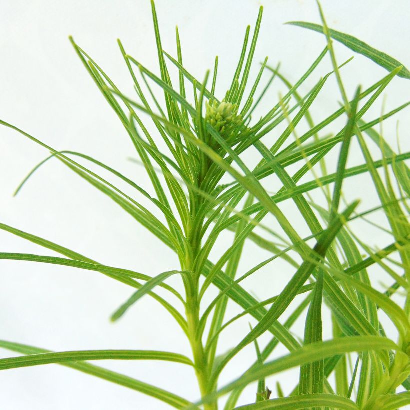 Liatris spicata Floristan White - Dense Blazing star (Foliage)