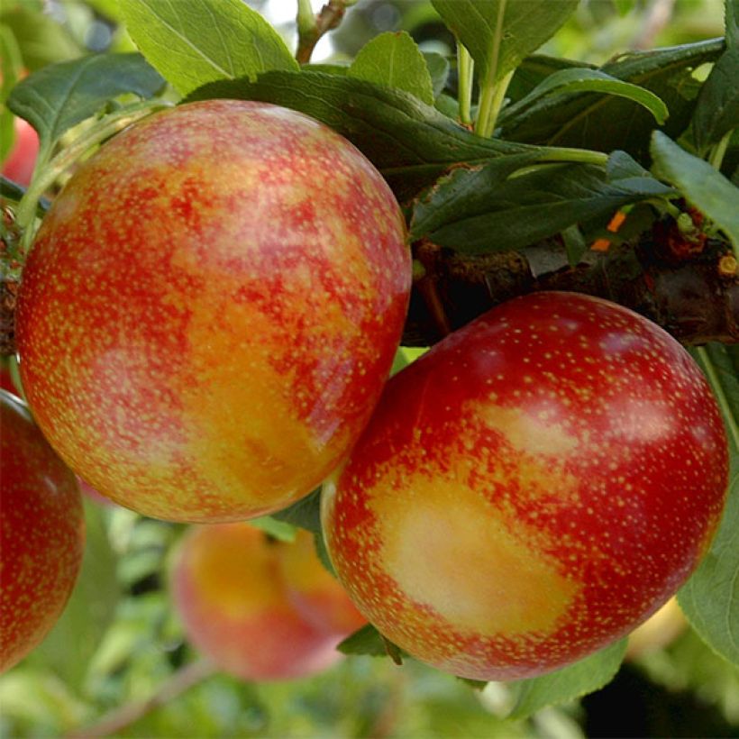 Pluot Flavor Candy - Plumcot (Harvest)