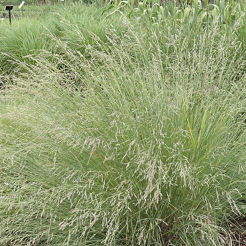 Poa labillardieri (Flowering)