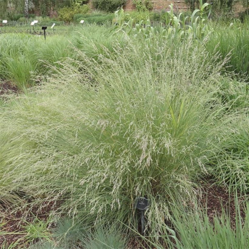 Poa labillardieri (Plant habit)