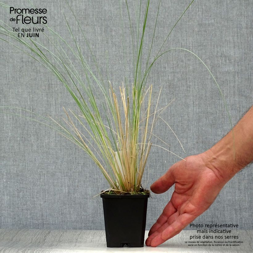 Poa labillardieri 8/9 cm pot sample as delivered in summer
