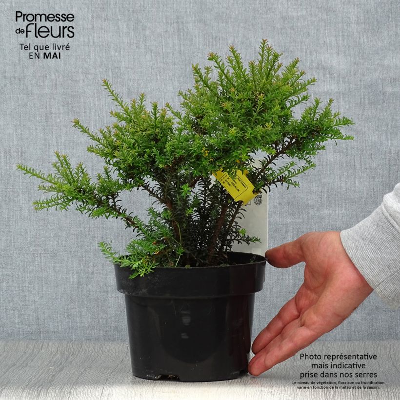 Podocarpus Chocolate Box 2L/3L pot sample as delivered in spring
