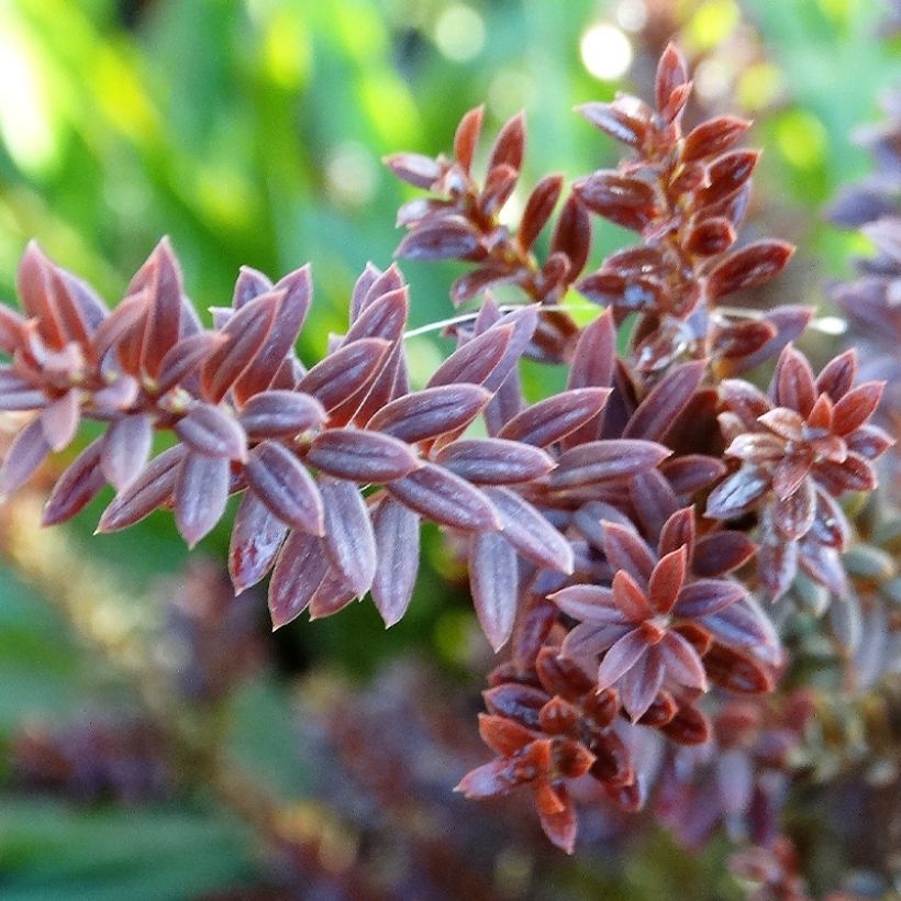 Podocarpus Chocolate Box (Foliage)