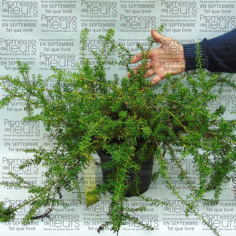 Example of Podocarpus nivalis 2L/3L pot specimen as delivered