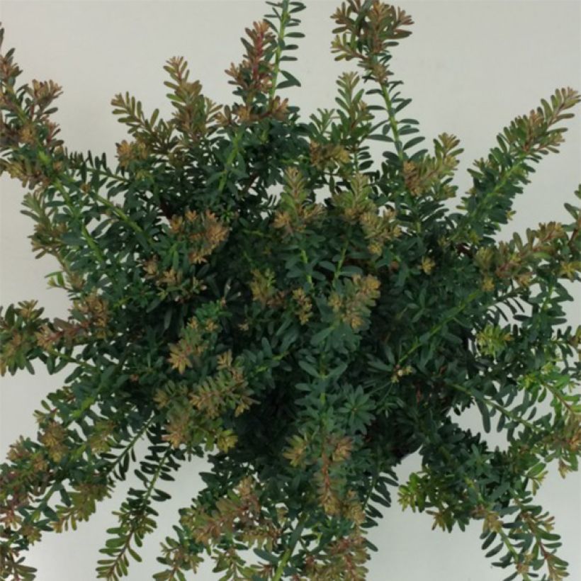 Podocarpus lawrencii Blue Gem (Foliage)