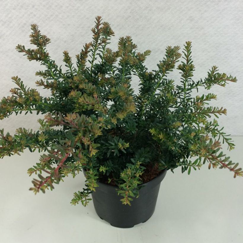 Podocarpus lawrencii Blue Gem (Plant habit)