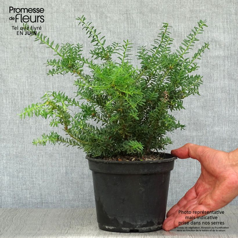 Podocarpus lawrencii Blue Gem 2L/3L pot sample as delivered in summer