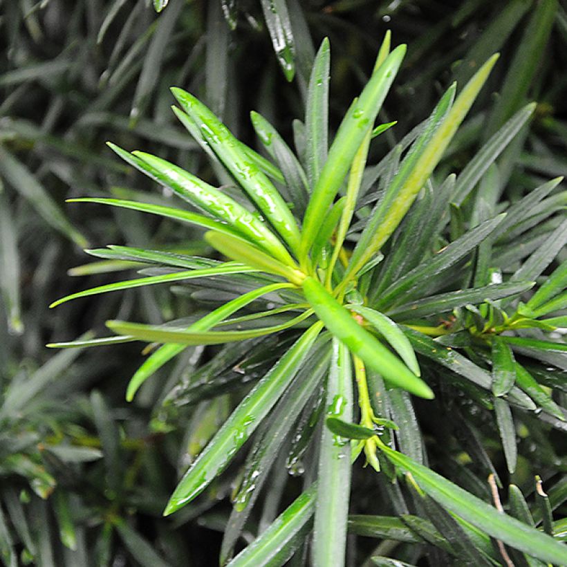 Podocarpus macrophyllus (Foliage)