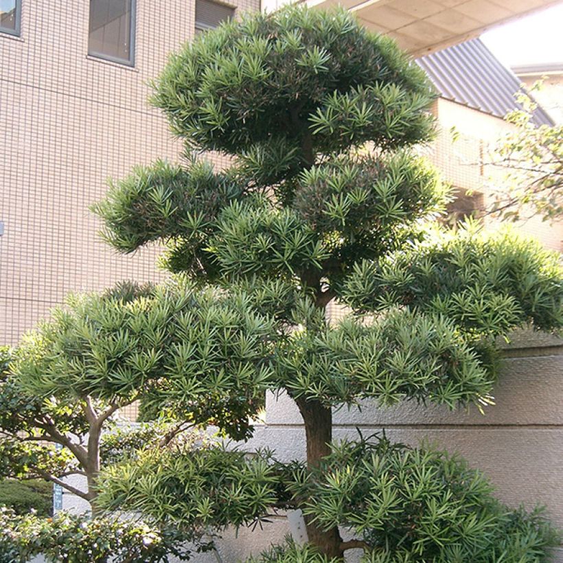 Podocarpus macrophyllus (Plant habit)