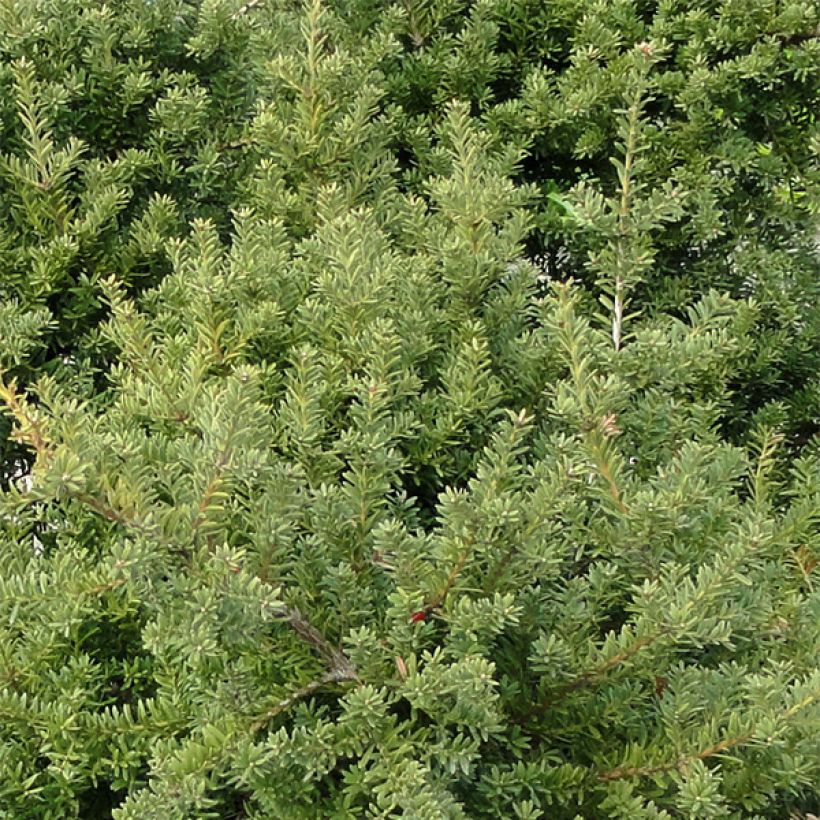 Podocarpus nivalis (Foliage)