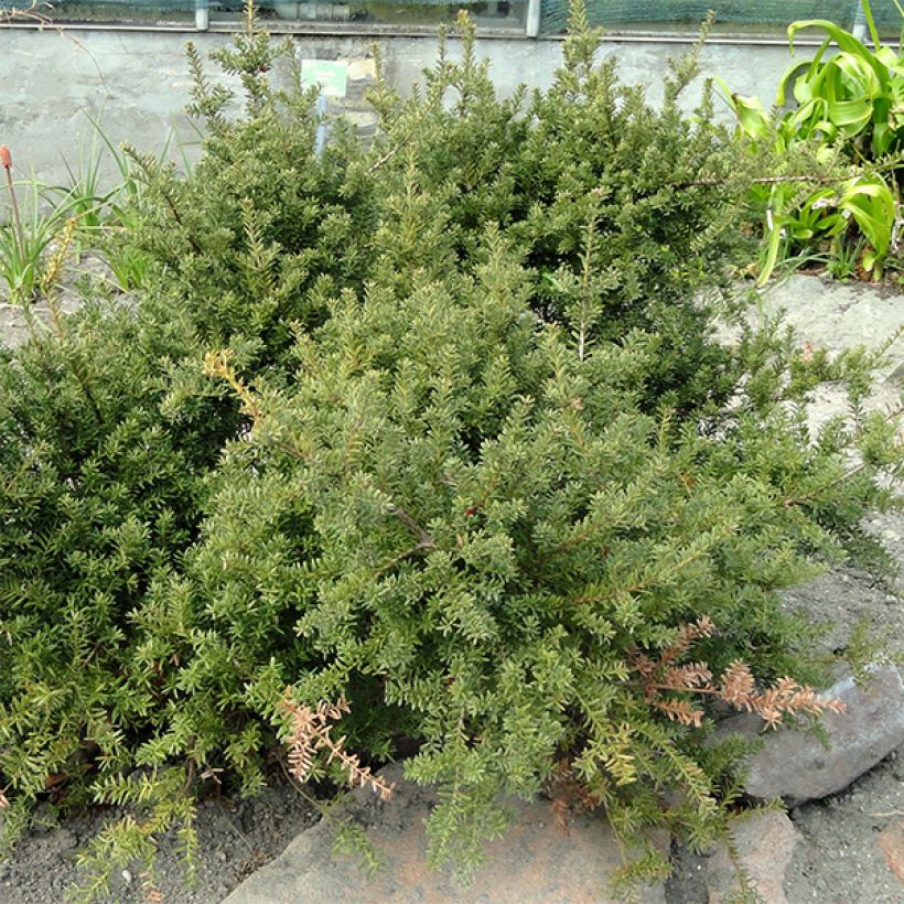 Podocarpus nivalis (Plant habit)