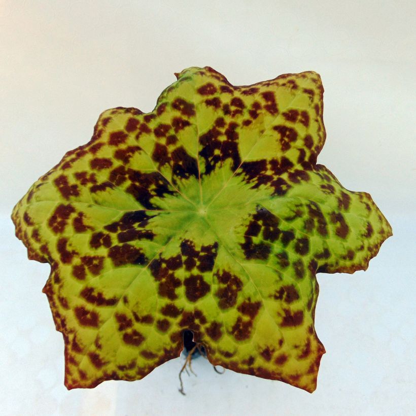 Podophyllum Spotty Dotty (Foliage)