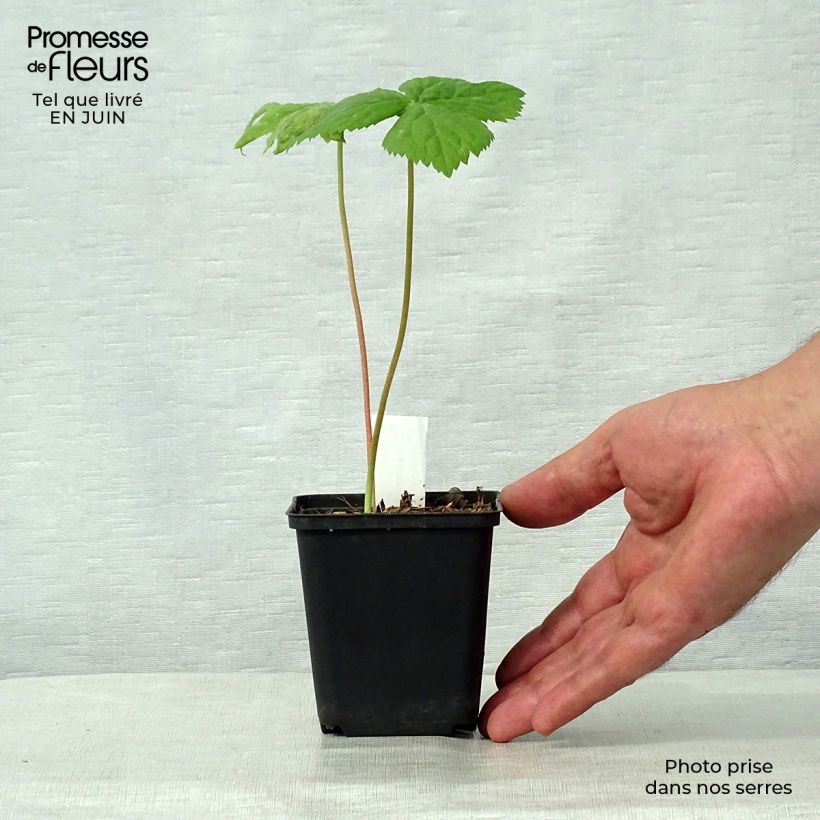 Podophyllum hexandrum 8/9 cm pot sample as delivered in summer