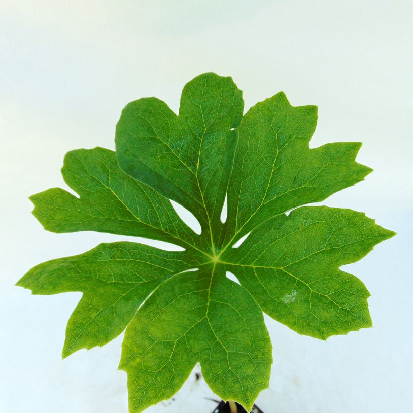 Podophyllum peltatum (Foliage)