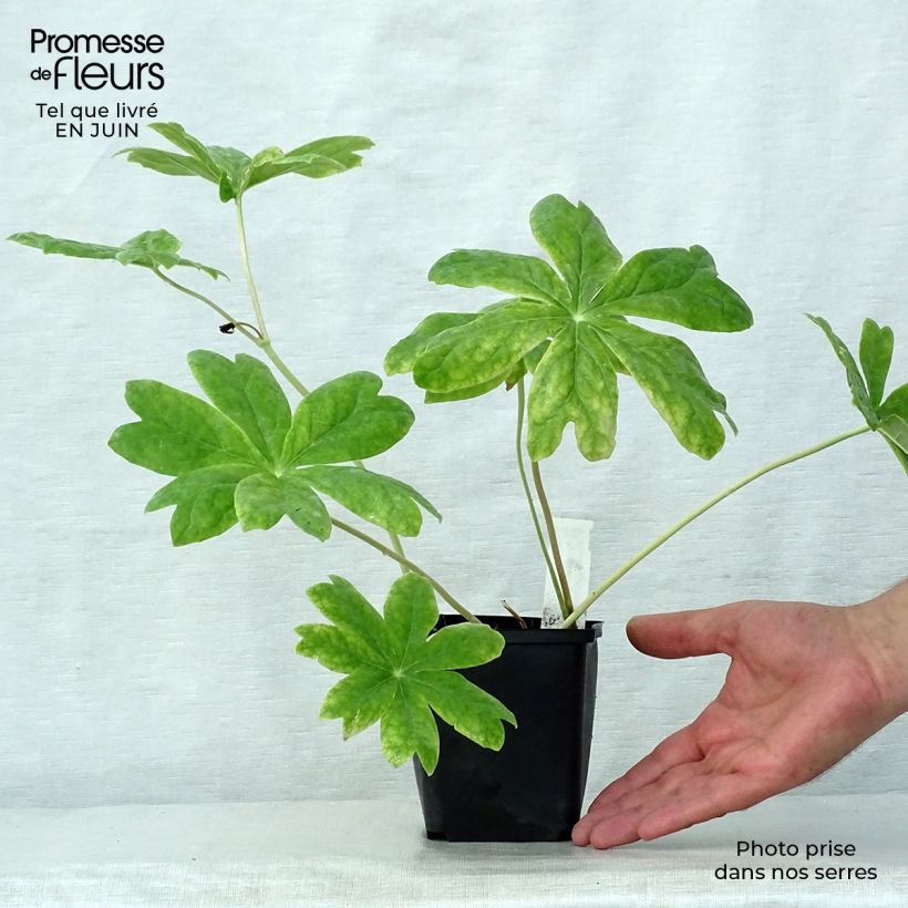 Podophyllum peltatum 8/9 cm pot sample as delivered in summer