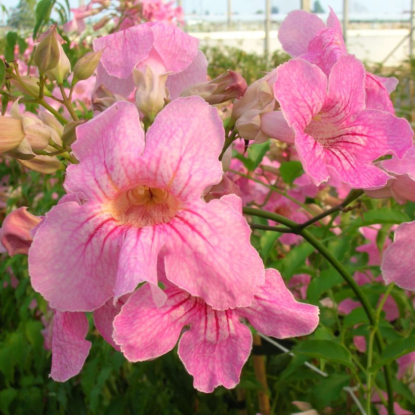 Podranea ricasoliana (Flowering)