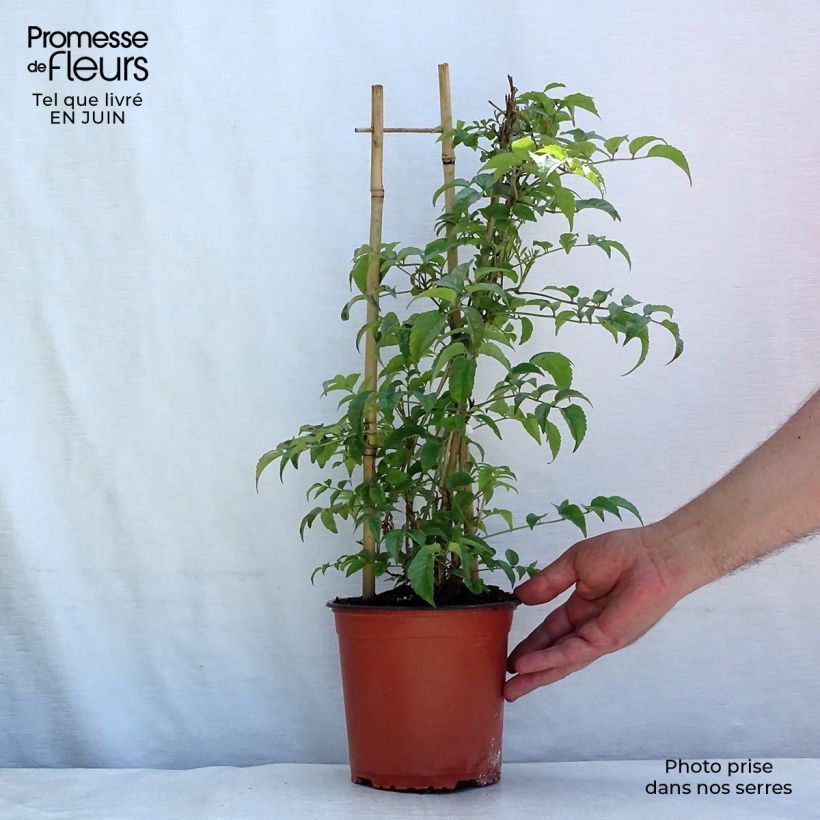 Podranea ricasoliana 2L/3L pot sample as delivered in summer