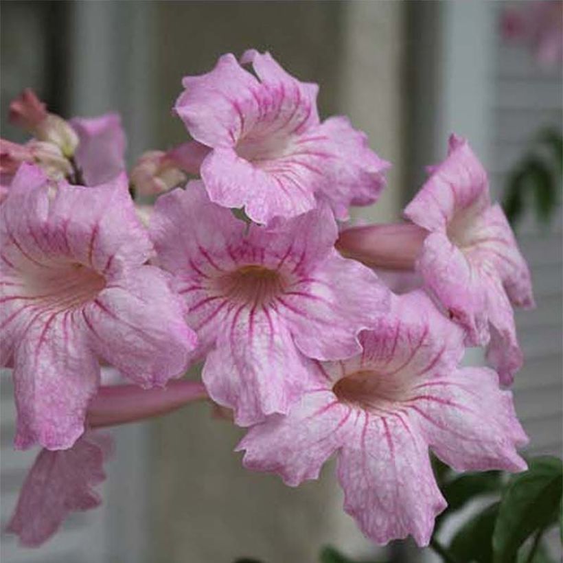 Podranea ricasoliana Comtesse Sarah (Flowering)