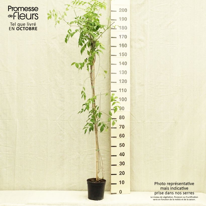 Podranea ricasoliana Comtesse Sarah 2L/3L pot sample as delivered in autumn