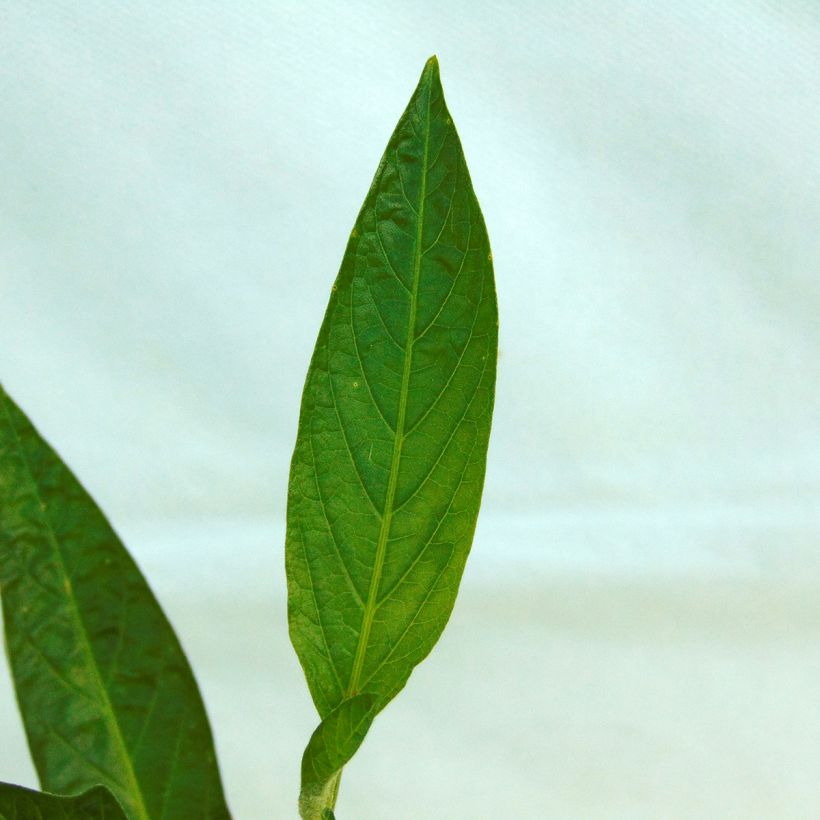 Pear Melon - Pepino - Solanum muricatum (Foliage)