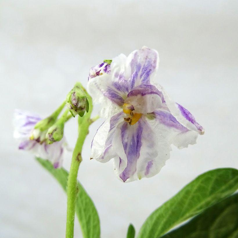 Pear Melon - Pepino - Solanum muricatum (Flowering)