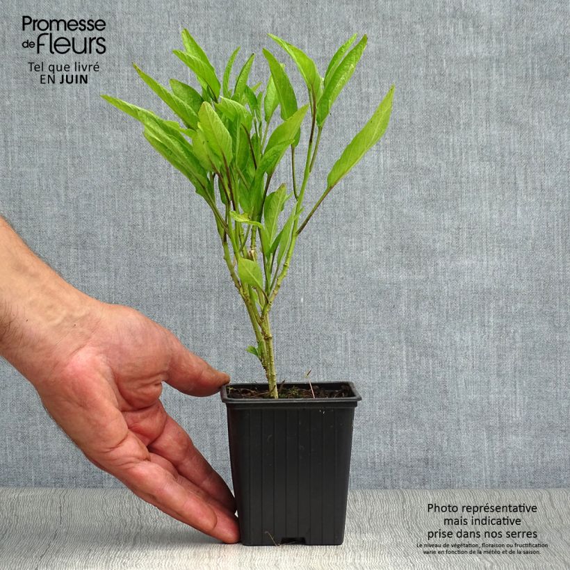 Pear Melon - Pepino - Solanum muricatum 7/8 cm pot sample as delivered in summer