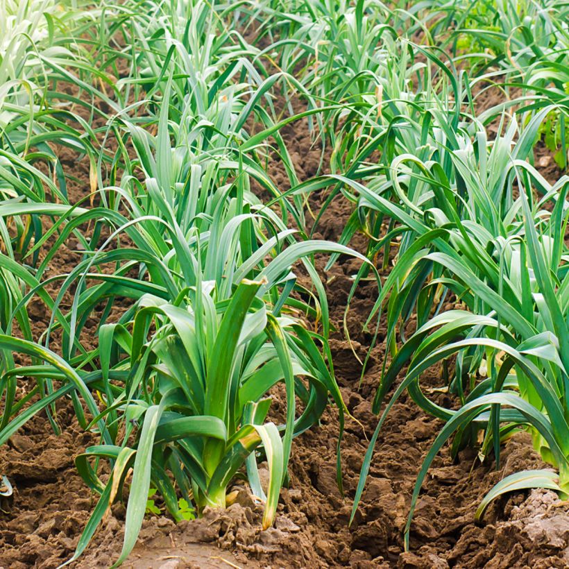 Electra Leek - Allium porrum (Plant habit)