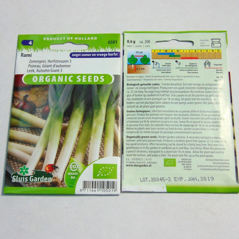 Example of Autumn Giant Leek 3 Rami - Allium porrum per pack of 200 seeds specimen as delivered