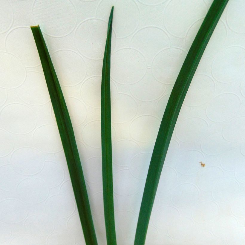 Organic Perpetual Leek - Allium ampeloprasum (Foliage)
