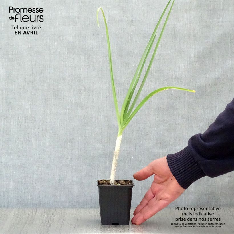 Organic Perpetual Leek - Allium ampeloprasum 7/8 cm pot sample as delivered in spring