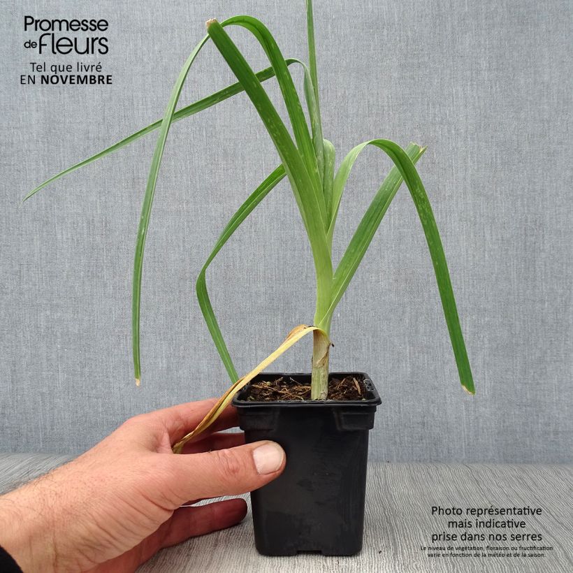 Organic Perpetual Leek - Allium ampeloprasum 7/8 cm pot sample as delivered in autumn
