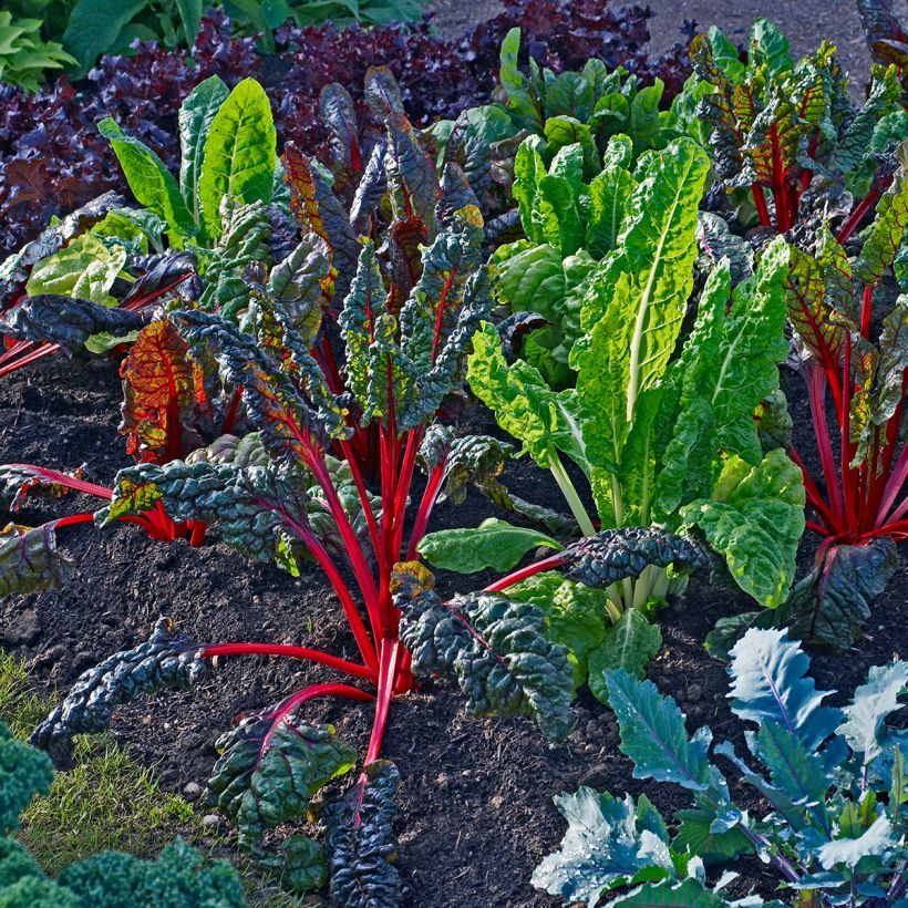 Bright Lights Swiss Chard - Beta vulgaris (Plant habit)