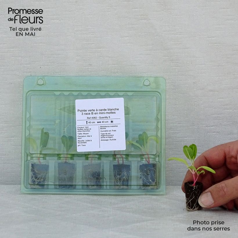 Green Chard with White Rib plants - Beta vulgaris Plug plant 1.5/2.5 cm sample as delivered in spring