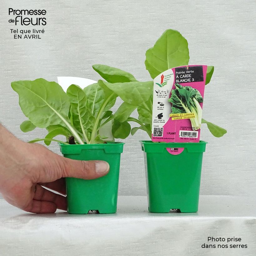 Green Chard with White Rib plants - Beta vulgaris 10cm/11cm pot sample as delivered in spring