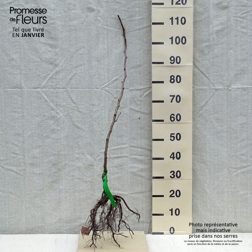 Pyrus communis Abate Fetel - Pear Tree sample as delivered in winter