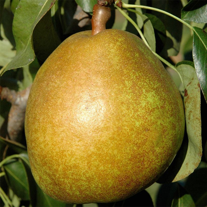 Pyrus communis Angelys - Pear Tree (Harvest)
