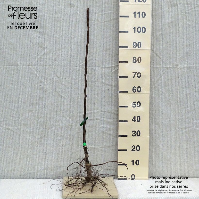 Pyrus communis Beurré Clairgeau - Pear Tree Bare root, Scion sample as delivered in winter