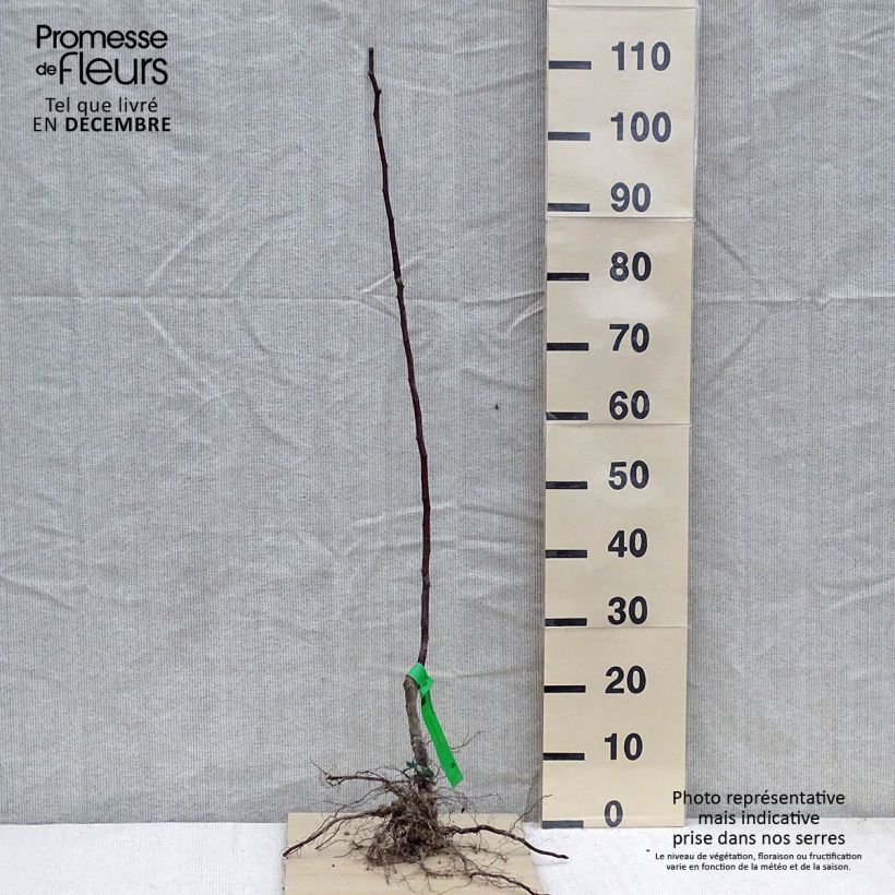 Pyrus communis Beurré Giffard - Pear Tree Bare root, Scion sample as delivered in winter