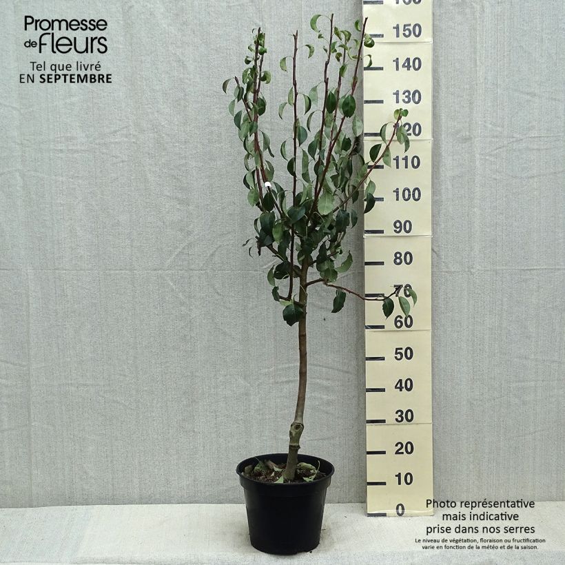 Pyrus communis Beurré Giffard - Pear Tree 7.5L/10L pot, Goblet sample as delivered in summer