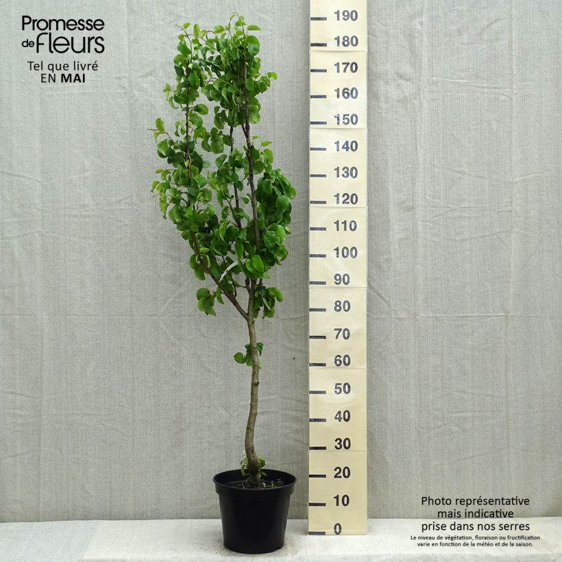 Pyrus communis Beurré Giffard - Pear Tree sample as delivered in spring