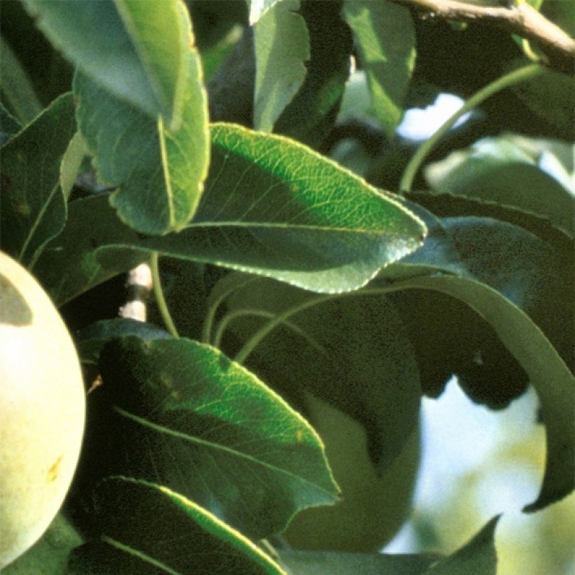 Pyrus communis Beurre Hardy - Pear Tree (Foliage)