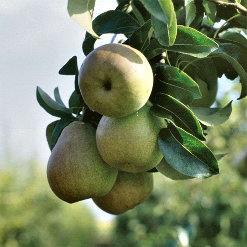 Pyrus communis Beurre Hardy - Pear Tree (Harvest)